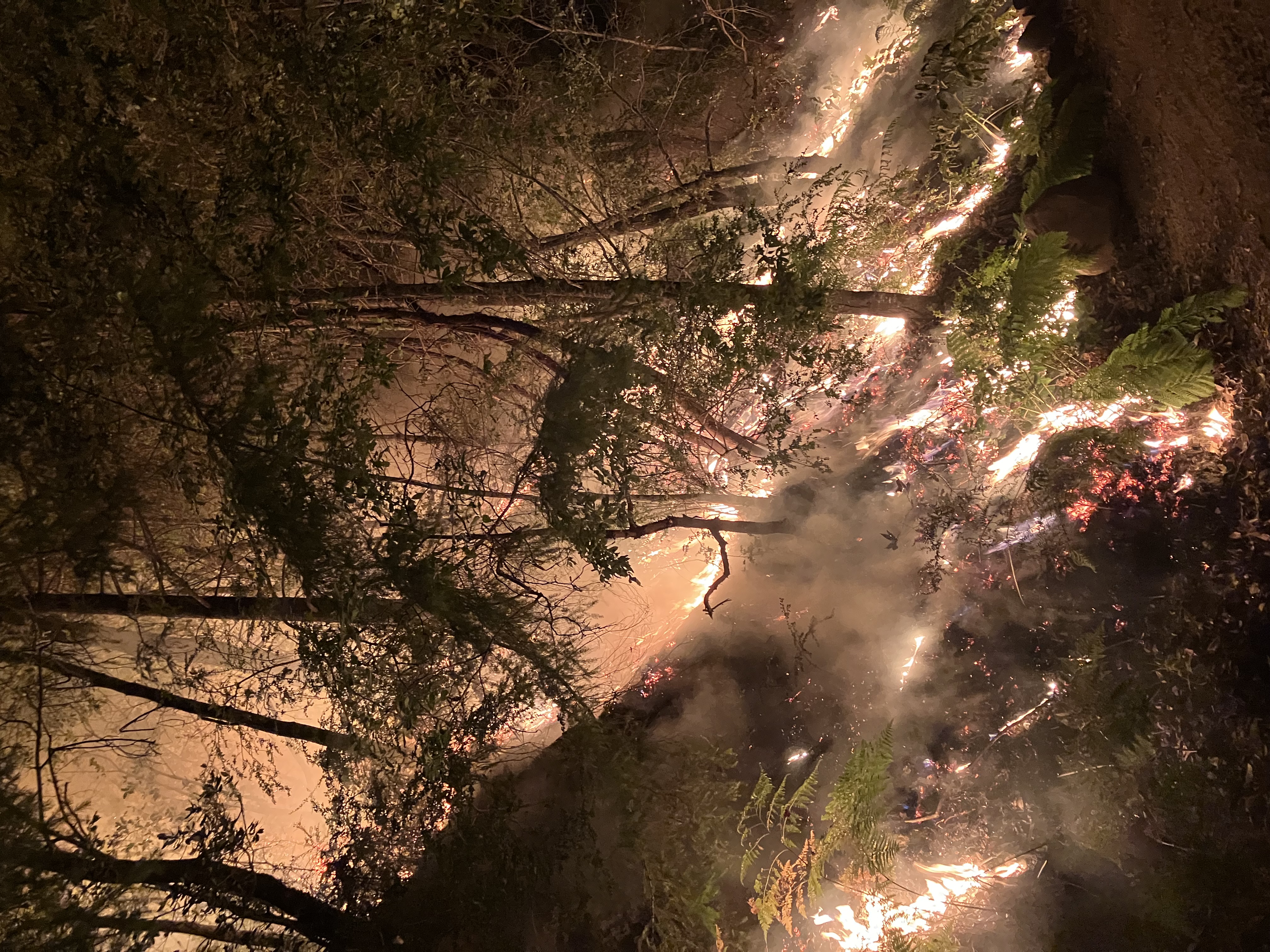 Healthy California forest managed for wildfire resilience